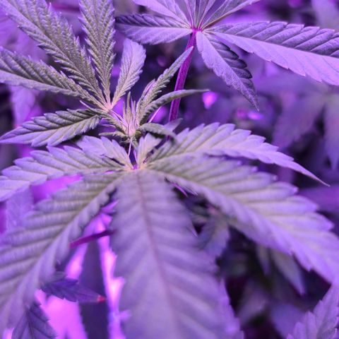 Gelato #25 x Dosidos  growlog photo: Flowers starting 