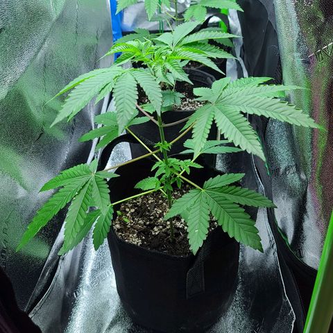 Apple Fritter #1 growlog timeline photo