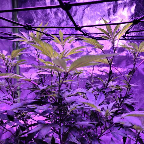 Gelato #25 x Dosidos  growlog timeline photo