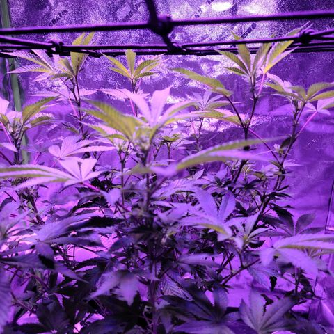 Gelato #25 x Dosidos  growlog timeline photo