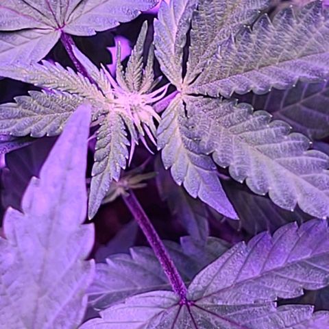Gelato #25 x Dosidos  growlog timeline photo