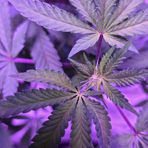 Gelato #25 x Dosidos  growlog timeline photo