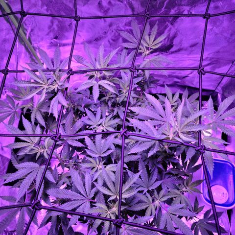 Gelato #25 x Dosidos  growlog timeline photo