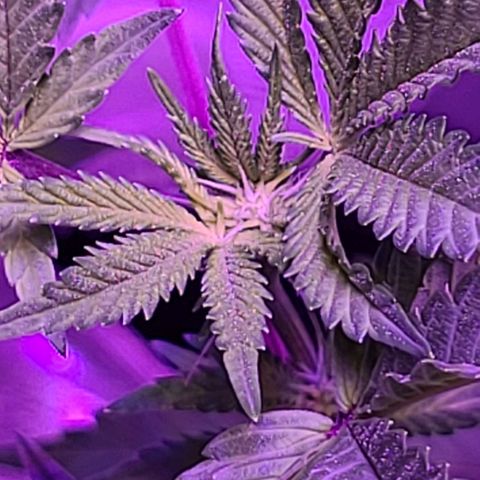 Gelato #25 x Dosidos  growlog timeline photo