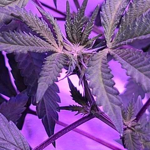 Gelato #25 x Dosidos  growlog timeline photo
