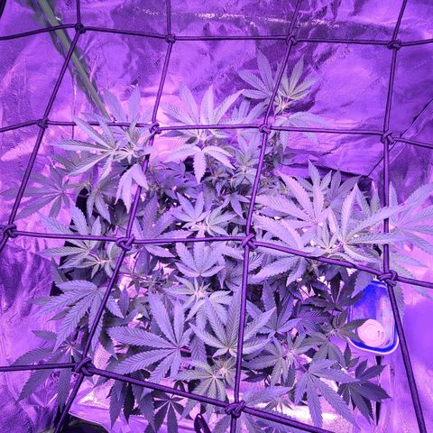 Gelato #25 x Dosidos  growlog timeline photo