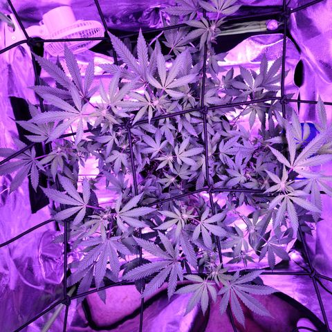 Gelato #25 x Dosidos  growlog timeline photo