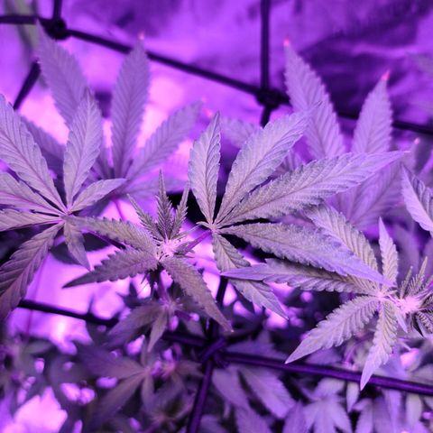 Gelato #25 x Dosidos  growlog timeline photo