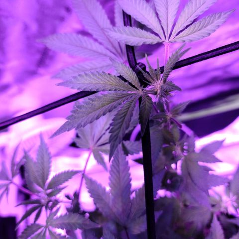 Gelato #25 x Dosidos  growlog timeline photo