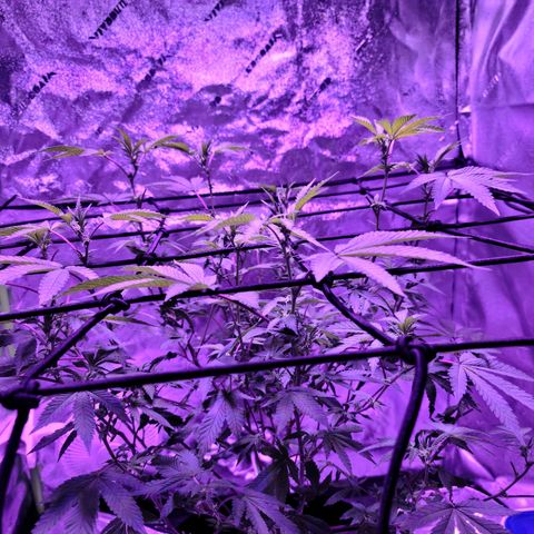 Gelato #25 x Dosidos  growlog timeline photo