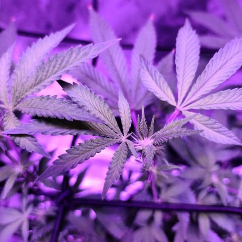 Gelato #25 x Dosidos  growlog timeline photo