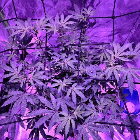 Gelato #25 x Dosidos  growlog timeline photo