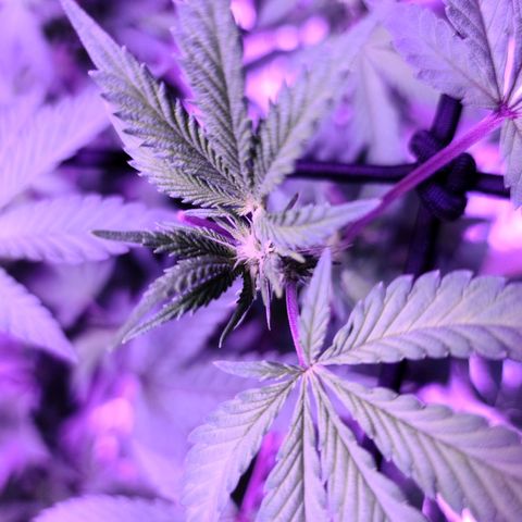 Gelato #25 x Dosidos  growlog timeline photo