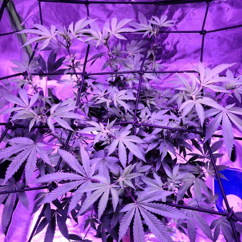 Gelato #25 x Dosidos  growlog timeline photo