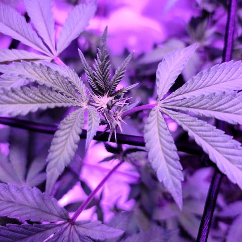 Gelato #25 x Dosidos  growlog timeline photo