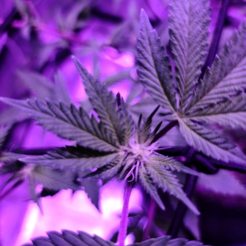 Gelato #25 x Dosidos  growlog photo: Final scrog training 