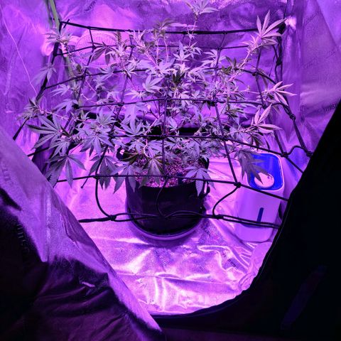 Gelato #25 x Dosidos  growlog photo: Final scrog training 