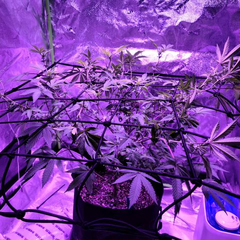 Gelato #25 x Dosidos  growlog photo: Final scrog training 