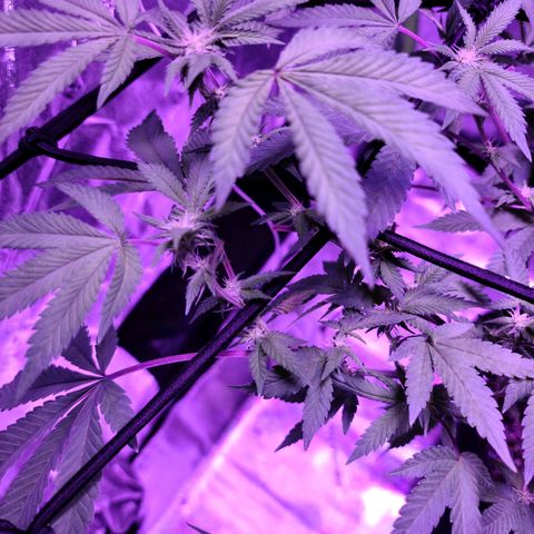 Gelato #25 x Dosidos  growlog timeline photo