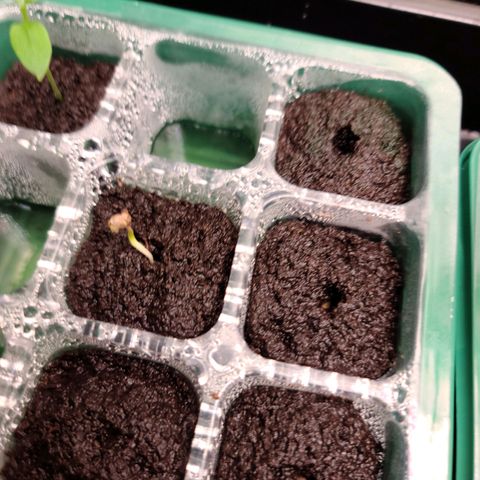 Apple Fritter #1 growlog timeline photo