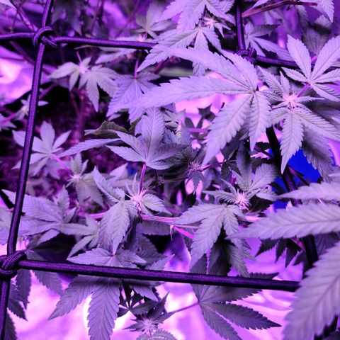 Gelato #25 x Dosidos  growlog timeline photo