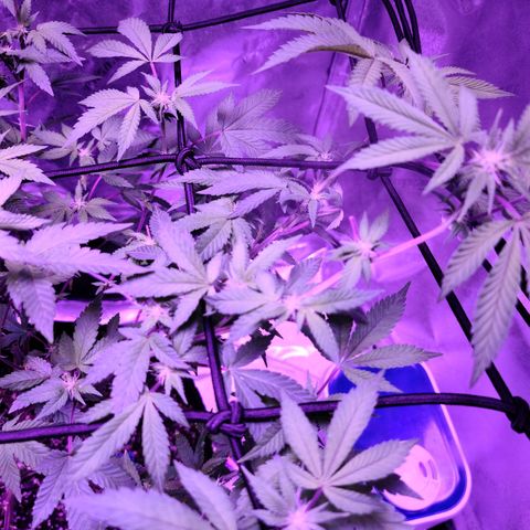 Gelato #25 x Dosidos  growlog timeline photo