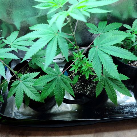Apple Fritter #1 growlog timeline photo
