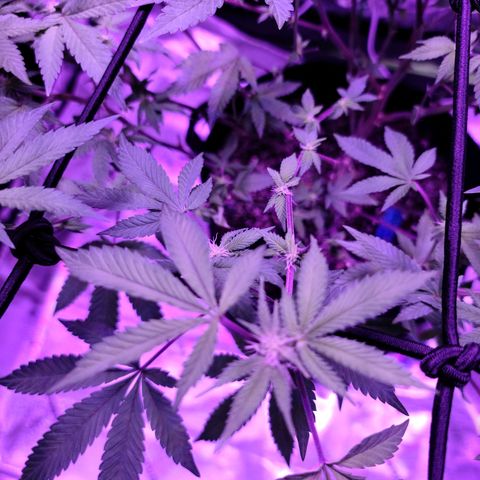 Gelato #25 x Dosidos  growlog timeline photo