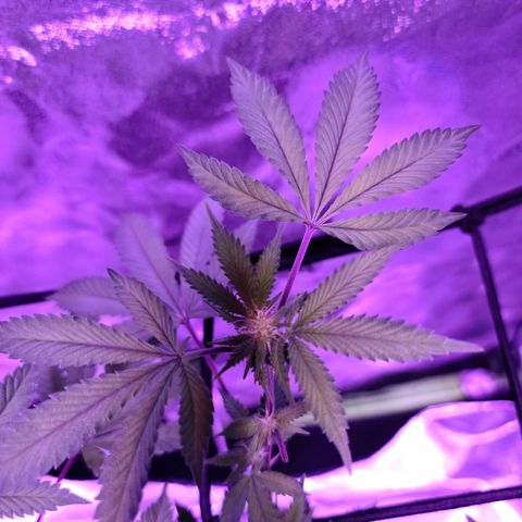 Gelato #25 x Dosidos  growlog timeline photo