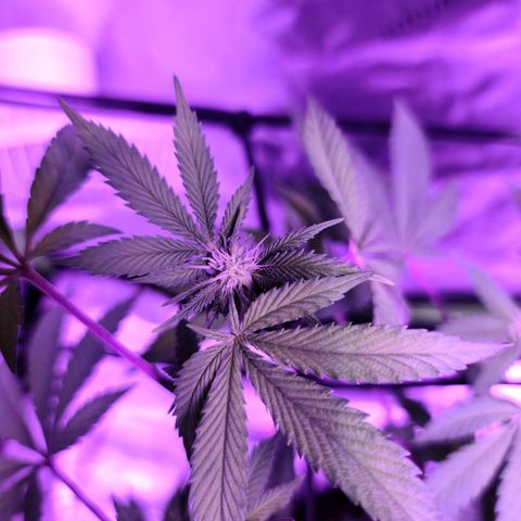 Gelato #25 x Dosidos  growlog timeline photo