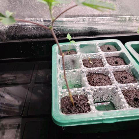 Apple Fritter #1 growlog timeline photo