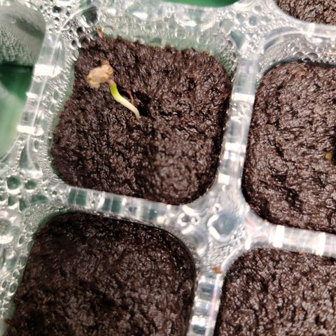 Apple Fritter #1 growlog timeline photo