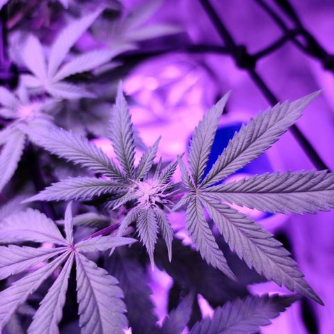 Gelato #25 x Dosidos  growlog timeline photo