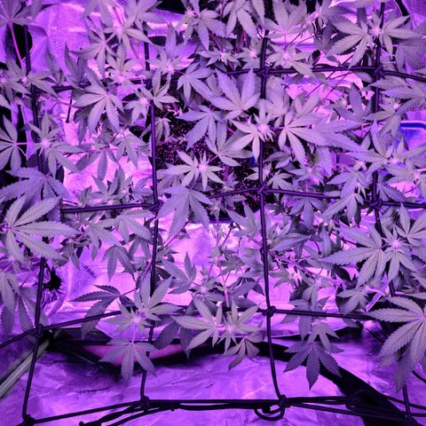 Gelato #25 x Dosidos  growlog timeline photo