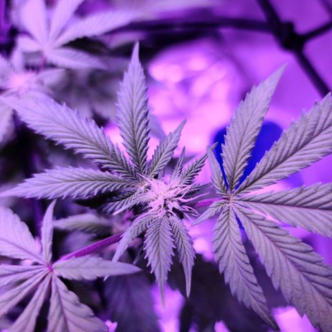 Gelato #25 x Dosidos  growlog timeline photo