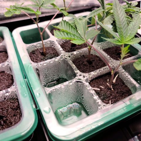 Apple Fritter #1 growlog timeline photo