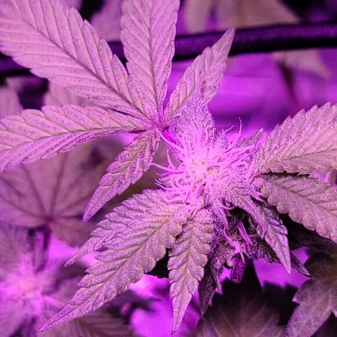 Gelato #25 x Dosidos  growlog timeline photo
