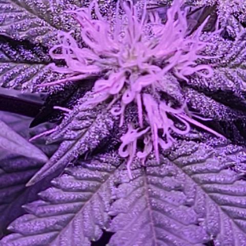 Gelato #25 x Dosidos  growlog timeline photo