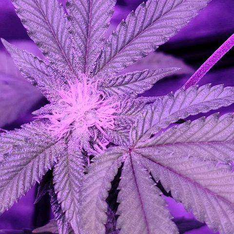 Gelato #25 x Dosidos  growlog timeline photo
