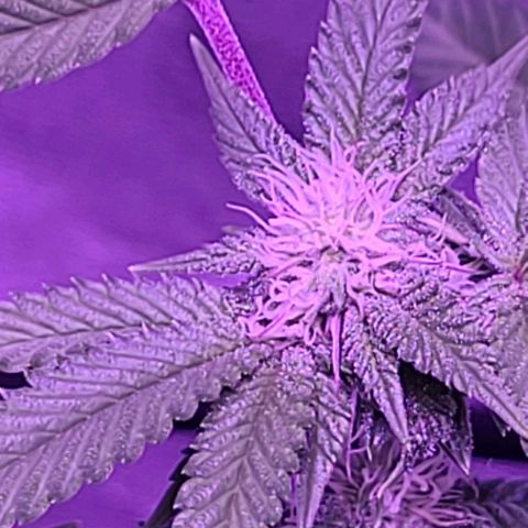 Gelato #25 x Dosidos  growlog timeline photo