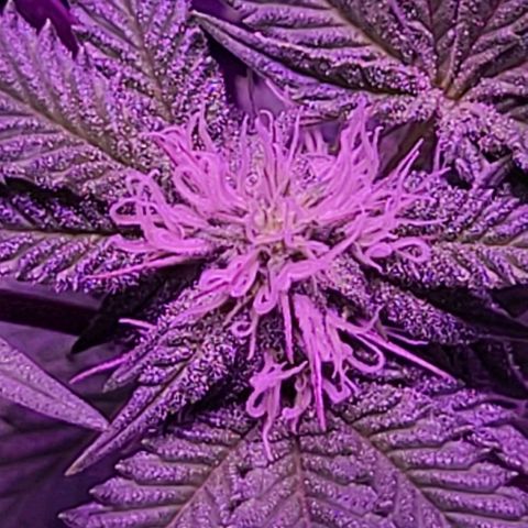Gelato #25 x Dosidos  growlog timeline photo