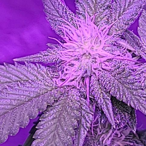 Gelato #25 x Dosidos  growlog timeline photo