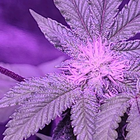 Gelato #25 x Dosidos  growlog timeline photo