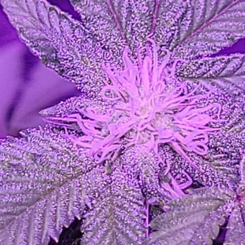 Gelato #25 x Dosidos  growlog timeline photo