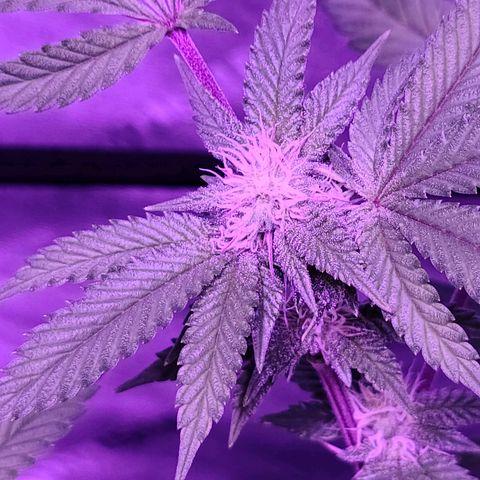 Gelato #25 x Dosidos  growlog timeline photo