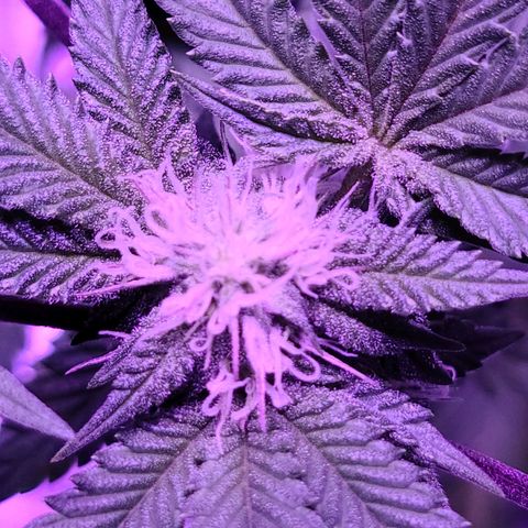 Gelato #25 x Dosidos  growlog timeline photo