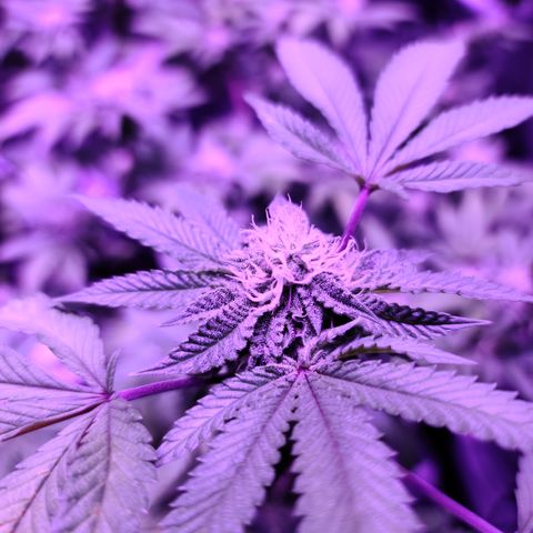 Gelato #25 x Dosidos  growlog timeline photo