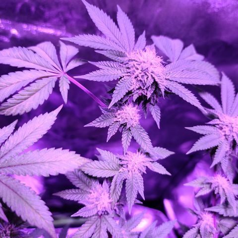 Gelato #25 x Dosidos  growlog timeline photo