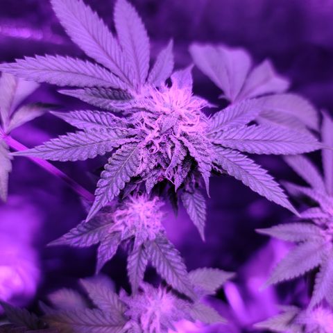 Gelato #25 x Dosidos  growlog timeline photo