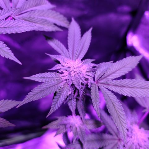 Gelato #25 x Dosidos  growlog timeline photo